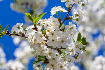 White flowers of the cherry blossoms on a spring day over blue sky background. Flowering fruit tree in Ukraine, close up