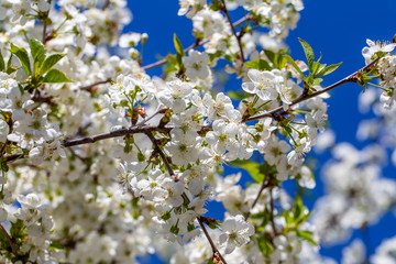 White flowers of the cherry blossoms on a spring day over blue sky background. Flowering fruit tree in Ukraine, close up