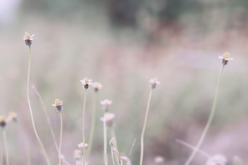 meadow flowers in soft warm light. Vintage autumn landscape blurry natural background.