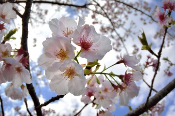 Blooming peach flowers in winter,Taiwan