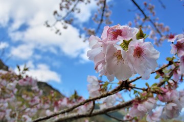 Blooming peach flowers in winter,Taiwan