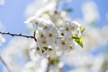 White flowers of the cherry blossoms on a spring day over blue sky background. Flowering fruit tree in Ukraine, close up