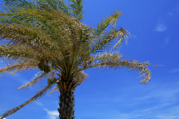 Coconut tree, Tropical beach.