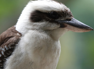 Kookaburra in profile - close up