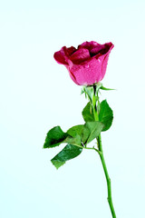 Fototapeta premium Isolated pink rose on white background and space for write wording, popular flower means love and always give special person in special event such as valentines or any lucky event