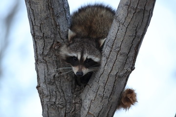 raccoon sits in branch fork, Bosque del Apache, New Mexico,USA