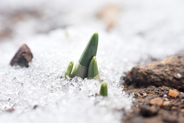 First spring burgeon of snowdrops through the snow. Concept of spring and new life