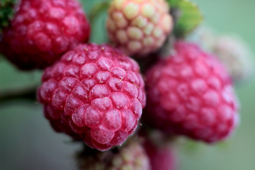 juicy red raspberries on a blurred green background