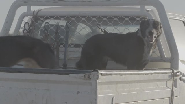 Cattle Dogs Jump Into Tray Of Ute