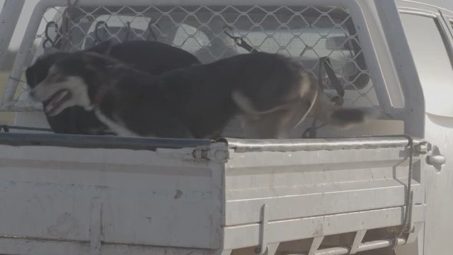 Slow Motion Of Dogs Jumping Into tray Of Ute