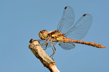 Gemeine Heidelibelle