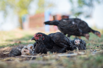 Thai hens and chicks in the grass field