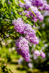 Pink lilac blooms in the Botanical garden