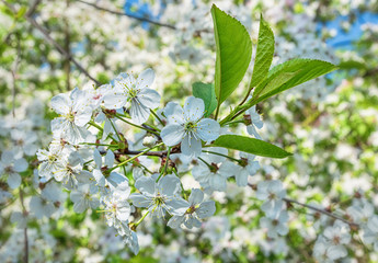 Flowering branch of cherry and blurred background of spring garden. Close-up.