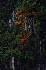 Red tree Limestone mountain