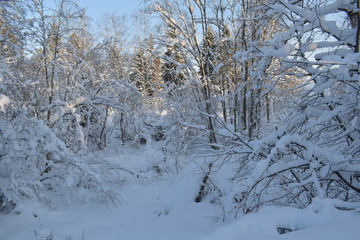 trees in winter