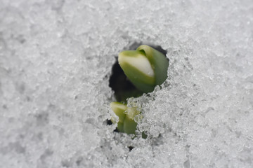 First spring burgeon of snowdrops through the snow. Concept of spring and new life