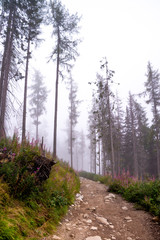 Mystical fog in the forest