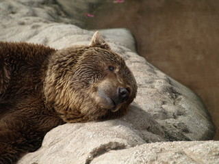 Brown bear, big bear resting on stone