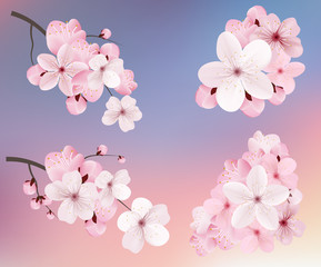 Beautiful blossoming dark and light pink sakura  flowers. Set of realistic flowering cerry branches. Vector illustration © writerfantast