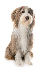 bearded collie in studio