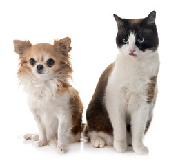 siamese cat and chihuahua