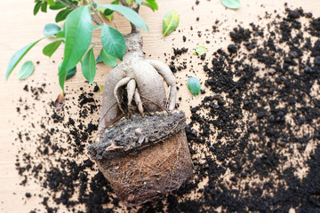 Woman's hands transplanting plant