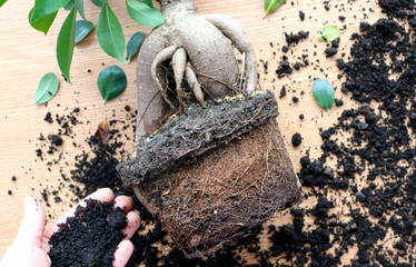 Woman's hands transplanting plant
