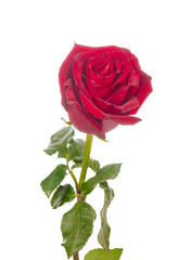 Naklejka premium czerwona róża z zielonymi liśćmi na białym tle