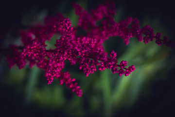 purple flowers on black background