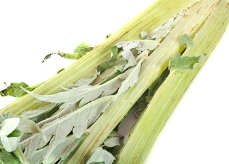 cardoon in studio