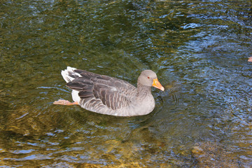 Ducks and Geese at the Agios Nikolaos Park Naousa Greece