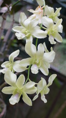 white orchid in the park