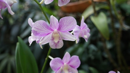 Naklejka premium orchid flower in the garden