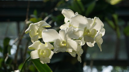 white orchid in the park
