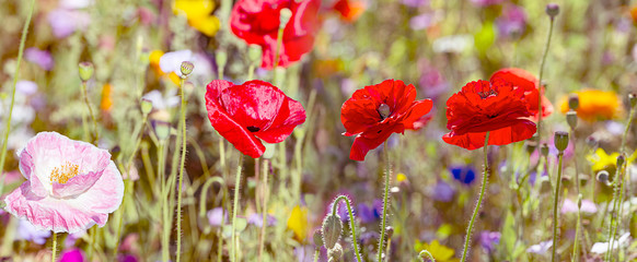 spring meadow with poppies flowers