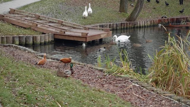 Ducks and white swans swim and eat in pond of city park