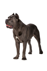 Cane Corso dog on white background