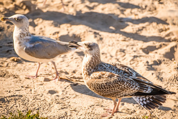 herring gull on a beach of the Baltic sea