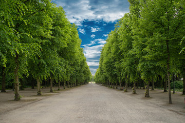 Fototapeta na wymiar Alley with green trees in Tuileries garden in Paris, France