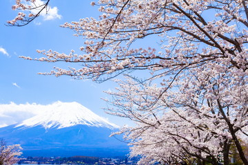 富士山と桜、山梨県河口湖にて