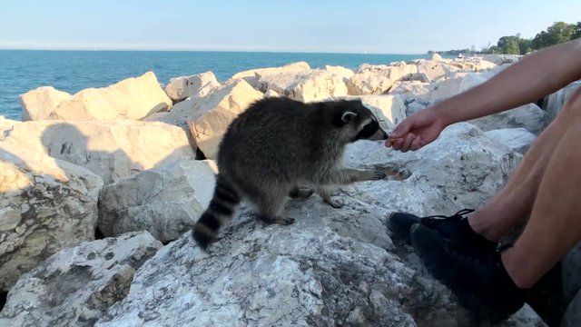 People feed wild raccoon cookies on the shore of Lake