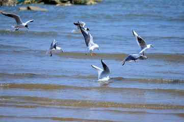Seagulls fly in free