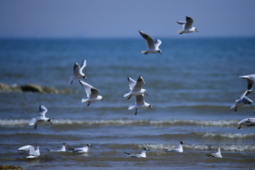 Seagulls fly in free