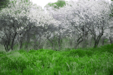 Fototapeta na wymiar Cherry Blossoms. Beautiful spring garden. Trees and grass