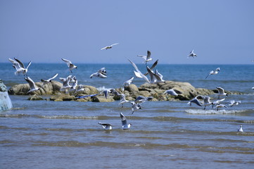 Seagulls fly in free