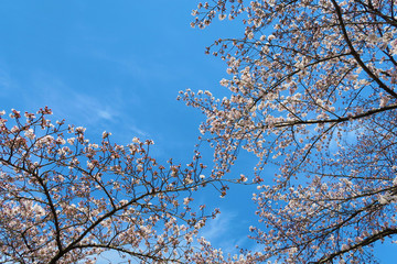 桜と青空