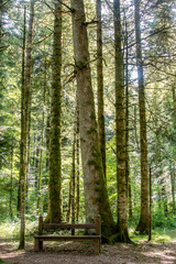 Forest near the fir road, route des sapins in France.