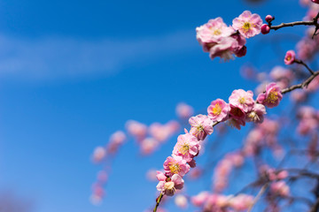 満開の梅の花