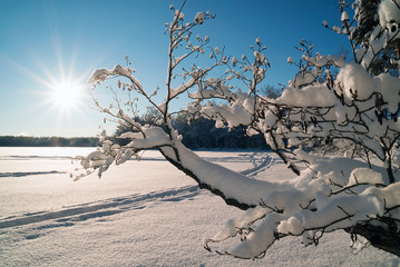 A curved tree in the snow with bright rays of the sun .Winter landscape .